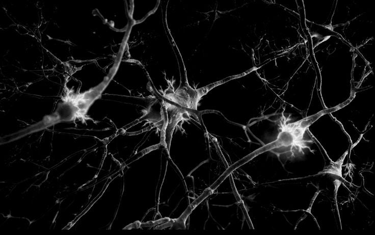 Neurobeauté®