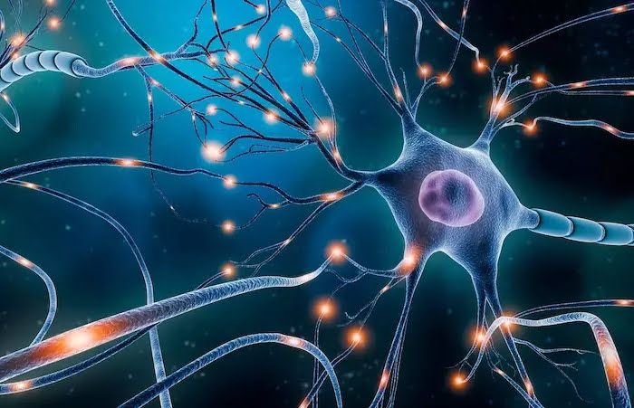 Neurobeauté®